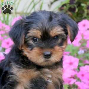 Skipper, Yorkie Puppy