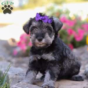 Skye, Miniature Schnauzer Puppy
