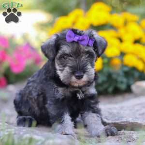 Skye, Miniature Schnauzer Puppy