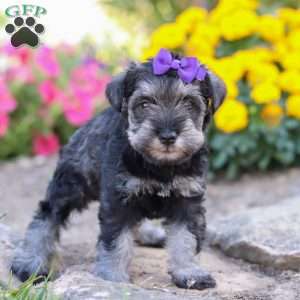 Skye, Miniature Schnauzer Puppy