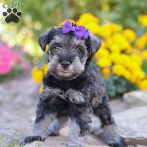 Skye, Miniature Schnauzer Puppy