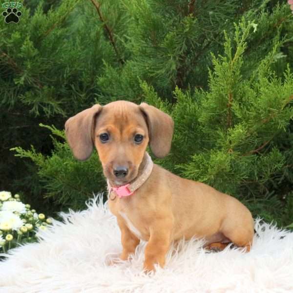 Skye, Dachshund Mix Puppy