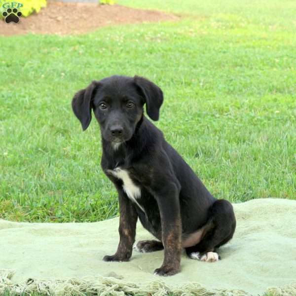 Skye, Labrador Mix Puppy