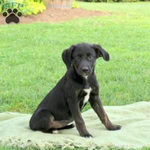 Skye, Labrador Mix Puppy