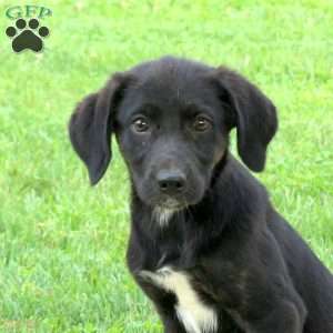Skye, Labrador Mix Puppy