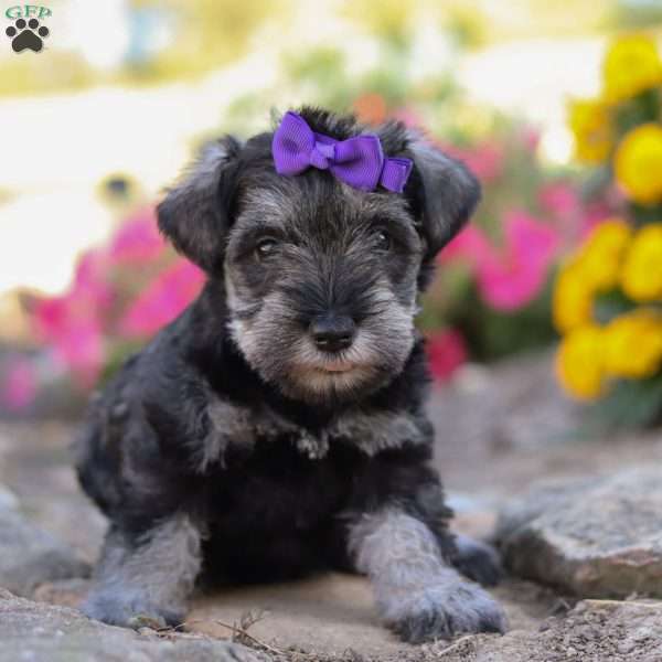 Skye, Miniature Schnauzer Puppy