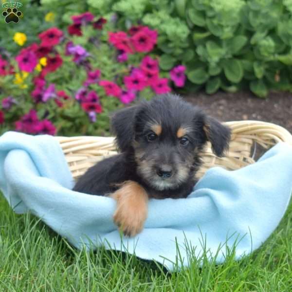 S’mores, Miniature Schnauzer Mix Puppy