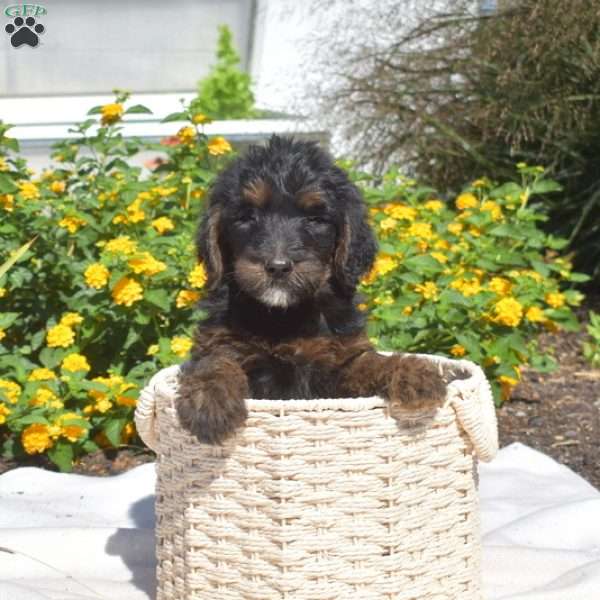 S’mores, Labradoodle Puppy