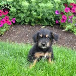 S’mores, Miniature Schnauzer Mix Puppy