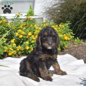 S’mores, Labradoodle Puppy