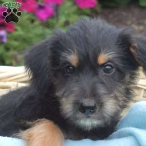 S’mores, Miniature Schnauzer Mix Puppy