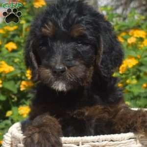 S’mores, Labradoodle Puppy