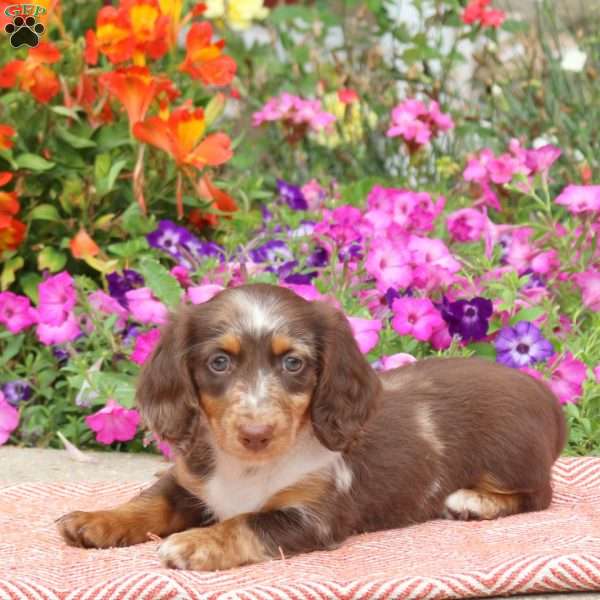 S’mores-Mini, Dachshund Puppy
