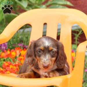 S’mores-Mini, Dachshund Puppy