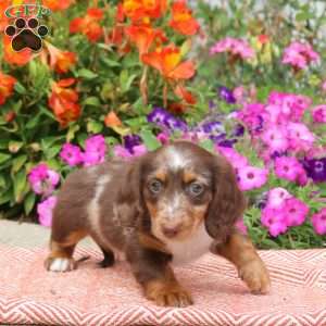 S’mores-Mini, Dachshund Puppy