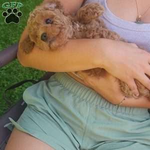 Little Bear, Miniature Poodle Puppy