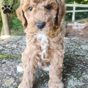 Charles, Miniature Poodle Puppy