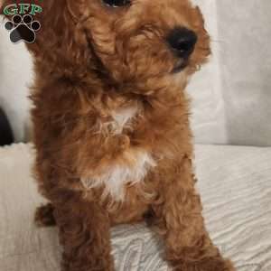 Odie, Miniature Poodle Puppy