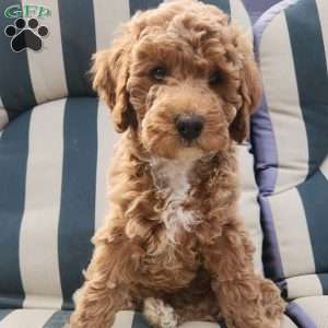 Charles, Miniature Poodle Puppy