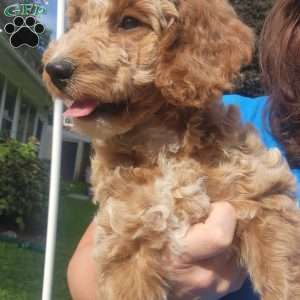Charles, Miniature Poodle Puppy