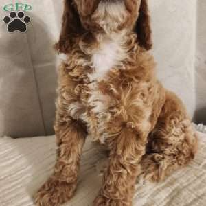 Charles, Miniature Poodle Puppy