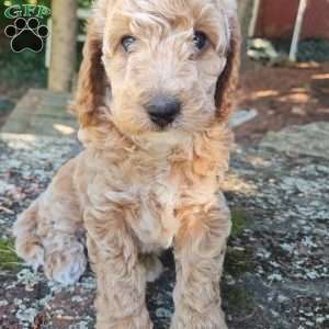 Honey, Miniature Poodle Puppy