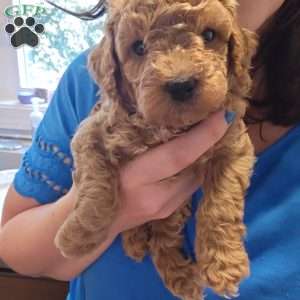 Little Bear, Miniature Poodle Puppy