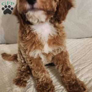 Butter Cup, Miniature Poodle Puppy