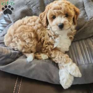 Timmy, Miniature Poodle Puppy