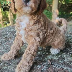 Charles, Miniature Poodle Puppy