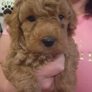Little Bear, Miniature Poodle Puppy