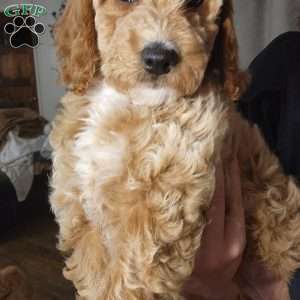 Honey, Miniature Poodle Puppy