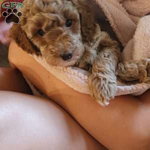 Butter Cup, Miniature Poodle Puppy