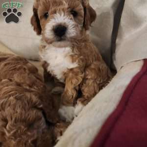 Timmy, Miniature Poodle Puppy