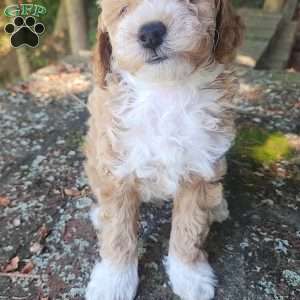 Timmy, Miniature Poodle Puppy