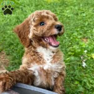 Butter Cup, Miniature Poodle Puppy