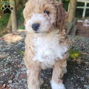 Timmy, Miniature Poodle Puppy