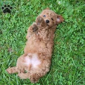Little Bear, Miniature Poodle Puppy