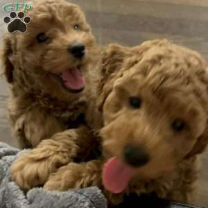 Odie, Miniature Poodle Puppy