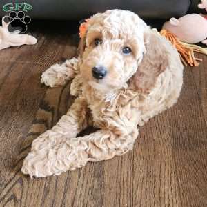 Honey, Miniature Poodle Puppy
