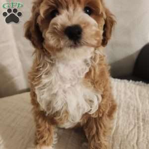 Timmy, Miniature Poodle Puppy