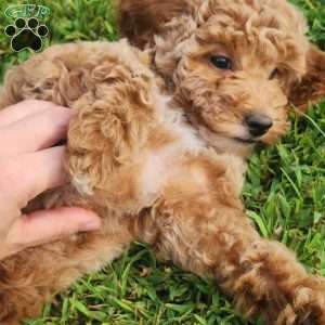 Odie, Miniature Poodle Puppy