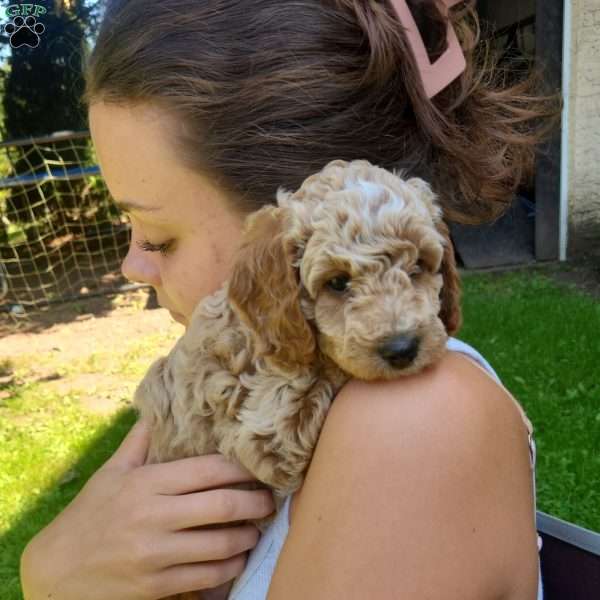 Honey, Miniature Poodle Puppy