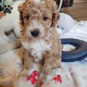 Timmy, Miniature Poodle Puppy
