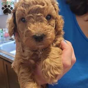 Little Bear, Miniature Poodle Puppy