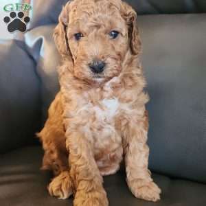 Charles, Miniature Poodle Puppy