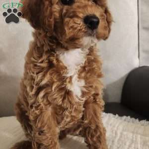Charles, Miniature Poodle Puppy