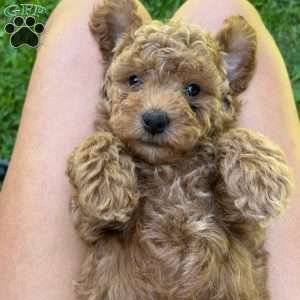 Little Bear, Miniature Poodle Puppy