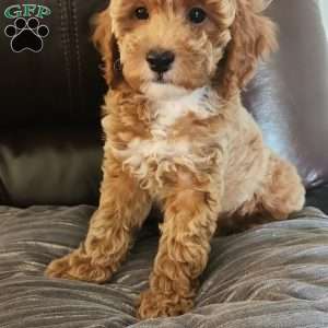 Butter Cup, Miniature Poodle Puppy