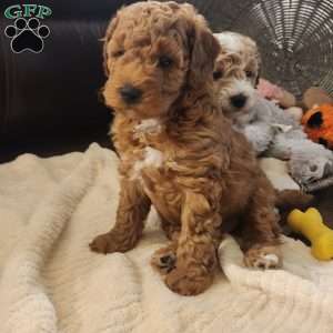 Odie, Miniature Poodle Puppy